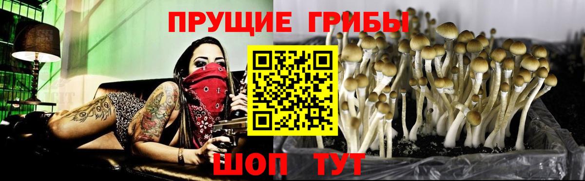 Серпухов  Псилоцибиновые грибы Psilocybe  Вход с VPN  Псилоцибиновые грибы мицелий 